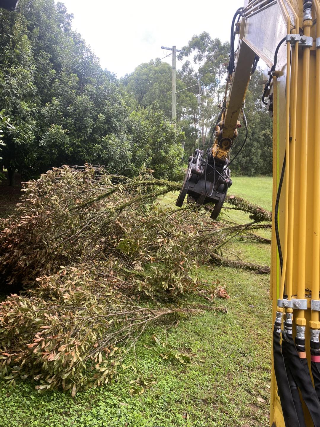 Orchard clean-up - Tregeagle